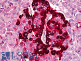 Anti-CLU / Clusterin Antibody (aa400-449) IHC-plus LS-B6759