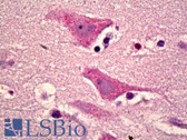 Anti-GPR151 Antibody (aa276-325) IHC-plus LS-B6761