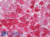 Anti-APOE / Apolipoprotein E Antibody IHC-plus LS-B6780