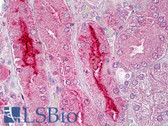 Anti-GPR119 Antibody (aa186-235) IHC-plus LS-B6791