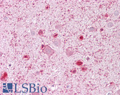 Anti-MCM3 Antibody (aa696-745) IHC-plus LS-B6800