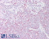Anti-MCM3 Antibody (aa726-775) IHC-plus LS-B6802