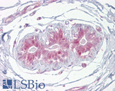 Anti-ESE3 / EHF Antibody (aa121-170) IHC-plus LS-B6804