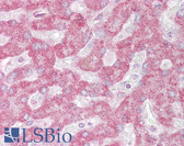 Anti-INSIG1 Antibody (aa63-112) IHC-plus LS-B6815