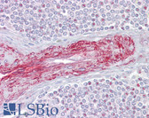 Anti-SLA Antibody (C-Terminus) IHC-plus LS-B6827