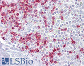 Anti-RGS2 Antibody (aa51-100) IHC-plus LS-B6830