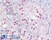 Anti-NR4A1 / NUR77 Antibody (aa324-373) IHC-plus LS-B6837