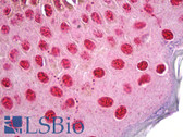 Anti-HDAC2 Antibody (aa360-409) IHC-plus LS-B6853