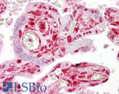 Anti-STRAP / MAWD Antibody (aa101-150) IHC-plus LS-B6879