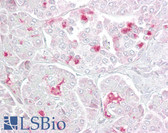 Anti-MS / MTR Antibody (aa1154-1203) IHC-plus LS-B6882