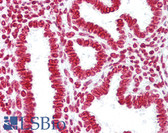 Anti-Histone H3 Antibody IHC-plus LS-B6895