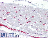 Anti-BMP10 Antibody (N-Terminus) IHC-plus LS-B6907