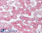 Anti-PHB / Prohibitin Antibody (N-Terminus) IHC-plus LS-B6909