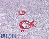 Anti-FAIM Antibody (aa35-84) IHC-plus LS-B6913
