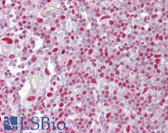 Anti-H2AFX / H2AX Antibody (C-Terminus) IHC-plus LS-B6918