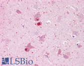Anti-DUSP8 Antibody (C-Terminus) IHC-plus LS-B6932