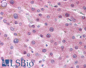 Anti-PON2 Antibody (aa89-105) IHC-plus LS-B104