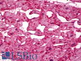 Anti-FABP3 / H-FABP Antibody (clone CC68) IHC-plus LS-B6948