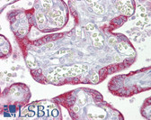 Anti-MtTFA / TFAM Antibody (aa151-200) IHC-plus LS-B6950