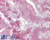 Anti-PSEN1 / Presenilin 1 Antibody (aa300-349) IHC-plus LS-B6952