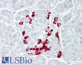 Anti-SSTR1 Antibody (aa251-300) IHC-plus LS-B6954