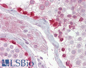 Anti-CRY1 Antibody (aa151-200) IHC-plus LS-B6955