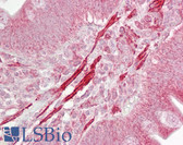 Anti-ROCK2 Antibody (aa511-560) IHC-plus LS-B6964