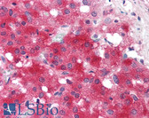 Anti-NRG3 Antibody IHC-plus LS-B107
