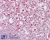 Anti-NFAT4 / NFATC3 Antibody (aa324-373) IHC-plus LS-B6971