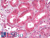 Anti-PEA15 / PEA-15 Antibody (aa81-130) IHC-plus LS-B6997