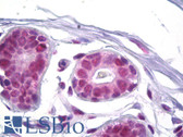 Anti-SSB / La Antibody (aa341-390) IHC-plus LS-B7006