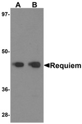 Anti-Requiem / DPF2 Antibody (C-Terminus) IHC-plus LS-B7012