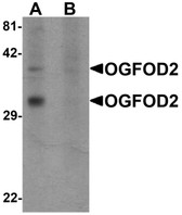 Anti-OGFOD2 Antibody (Internal) IHC-plus LS-B7034