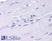 Anti-NR4A1 / NUR77 Antibody (aa251-266) IHC-plus LS-B114