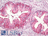 Anti-TNFSF12 / TWEAK Antibody (aa41-90) IHC-plus LS-B7051