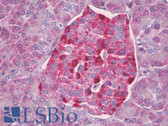 Anti-CKS2 Antibody (aa1-50) IHC-plus LS-B7054