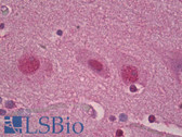 Anti-RORA / ROR Alpha Antibody (aa6-55) IHC-plus LS-B7055