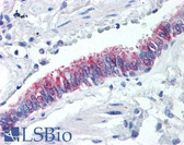 Anti-NQO1 Antibody (clone A180) IHC-plus LS-B116