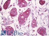 Anti-CBFB Antibody (aa11-60) IHC-plus LS-B7059