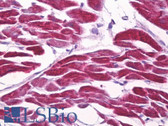 Anti-FOXD3 Antibody (aa211-260) IHC-plus LS-B7060
