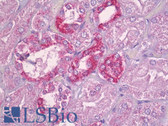 Anti-FE65L1 / APBB2 Antibody (aa471-520) IHC-plus LS-B7062