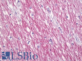 Anti-OMG / OMGP Antibody (aa282-331) IHC-plus LS-B7065