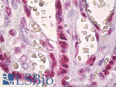 Anti-Histone H2A Antibody (aa1-50) IHC-plus LS-B7067