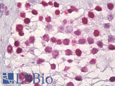Anti-Histone H3 Antibody (aa1-50) IHC-plus LS-B7068