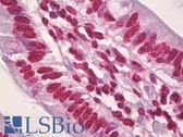 Anti-Histone H3 Antibody (aa11-60) IHC-plus LS-B7069