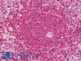 Anti-CCS Antibody (clone 3A1) IHC-plus LS-B7070
