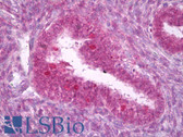 Anti-TXN / Thioredoxin / TRX Antibody (clone 3A1) IHC-plus LS-B7071