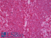 Anti-14-3-3 Antibody (clone 60C10) IHC-plus LS-B7072
