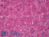 Anti-ALB / Serum Albumin Antibody (clone 1G2) IHC-plus LS-B7074