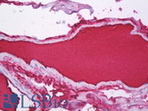 Anti-Fibrinogen Antibody (clone 5C5) IHC-plus LS-B7075